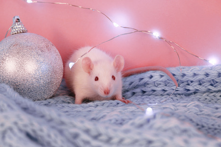 White rat on a blue knitted scarf background,with christmas ball , symbol of the new year 2020の写真素材