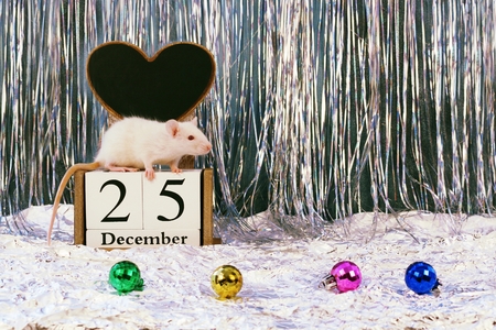 White rat sitting on wooden calendar with christmas decorations, symbol of the new year 2020の写真素材