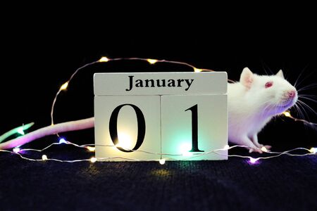 White rat. Symbol of chinese new year 2020. Christmas  rat on black background with wooden save the date calendarの写真素材