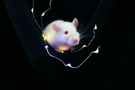 White rat on black background with garland, symbol of the new year 2020の写真素材