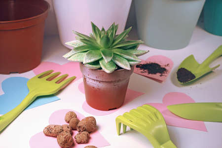 House plant care. succulent in a flower pot. Preparing for transplanting succulent. plant transplant, garden tools set, indoor.の写真素材