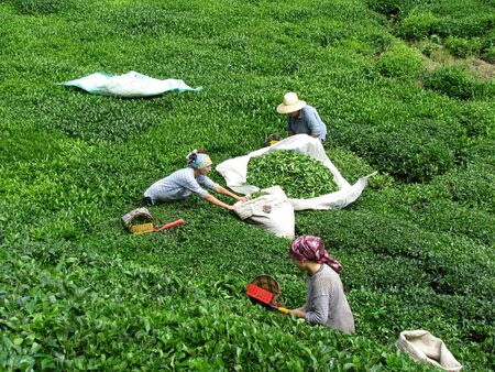 Women who tea harvest  Rize   Turkeyのeditorial素材