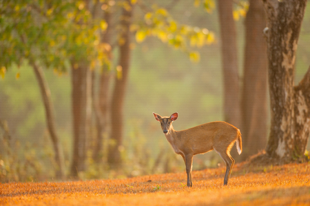 Baby Muntjac going to the wild for the first steps.の写真素材