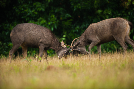 Male Sambar deer stags fighting. Khao Yai National Park.の写真素材