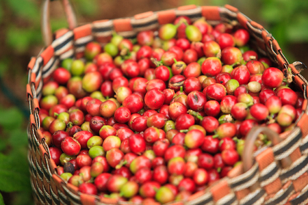 Arabica coffee berries in basket in coffee farm on Bolaven Plateau. Pakse. Champasak Province. Laos PDR.の写真素材