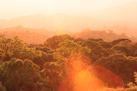 Golden sunrise shines down around the mountain and top canopy. Doi Inthanon National Park in winter season, the highest mountain in Thailand. Chom Thong District. Chiang Mai Province, Northern Thailand.の写真素材