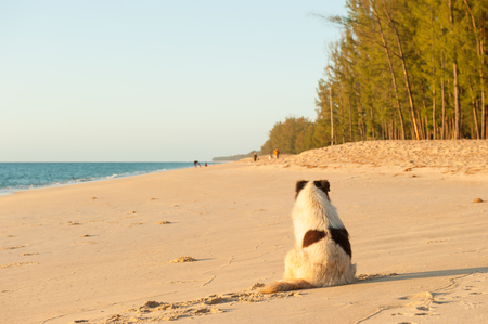 The dog sees tourists on sunset beach of Tai Muang District. Phang Nga Province, Thailand.の写真素材