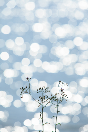 Glistening water with a little flower. Silver sparkling on pond in spring season. Thailand.