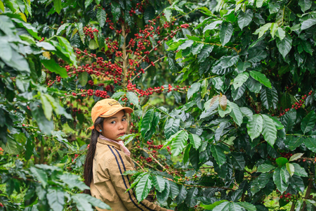 Pakse, Laos â October 27, 2010: Laos Girl is harvesting coffee berries in coffee farm on Bolaven Plateau, a coffee growerâs utopia. Champasak Province. Laos PDR.のeditorial素材