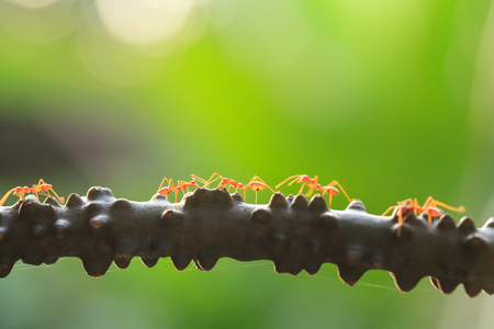 Weaver ants or green ants walking and transmit social signals on the branch. Spring season. Orange transparent ant. Close-up. Green background.の写真素材