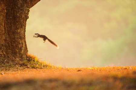 Variable squirrel jumping from a grassland to the tree. Golden light in summer time. Khao Yai National Park. World Heritage Site. blur motion.の写真素材