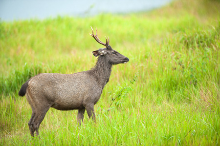 Young Sambar deer in the grassland in the rain.の写真素材