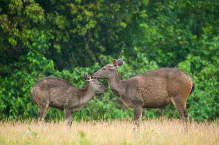 Mother Sambar deer grooming baby deer in the rain.の写真素材