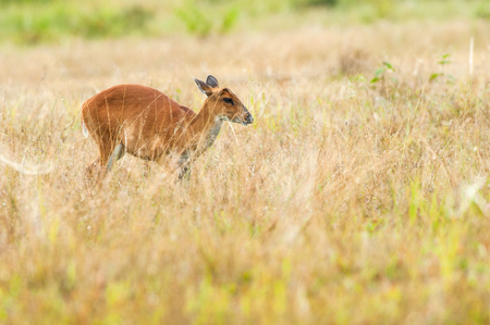 First step, Young Muntjac in the grassland in summer season.の写真素材