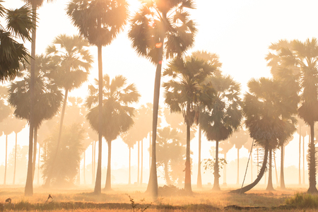 Golden sunrise shines down around Asian Palmyra palms or Sugar palms on the rice field, tropical tree of Phetchaburi Province, Thailand. Silhouette.の写真素材