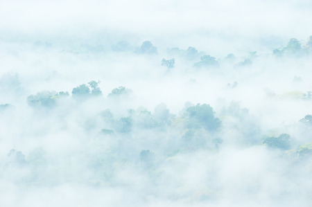 Fantastic dreamy tropical forest into foggy. White mist and green canopy. Soft sunlight. Aerial...