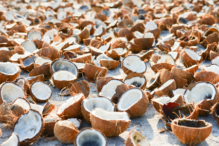 A lot of coconut meat and coconut shell on white concrete for natural drying. Tropical fruit cooking ingredient. Summer season, sunny day. Koh Mak Island, Eastern Thailand.の写真素材