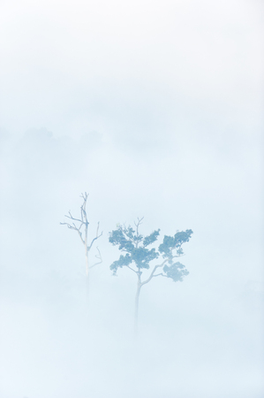 Couple tropical trees in the mist. Death or alive. Survive concept. Soft sunlight. Copy space.の写真素材