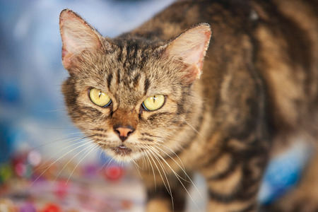 Angry cat with annoyed expression, standing and looking at the camera. Beautiful background. Funny...