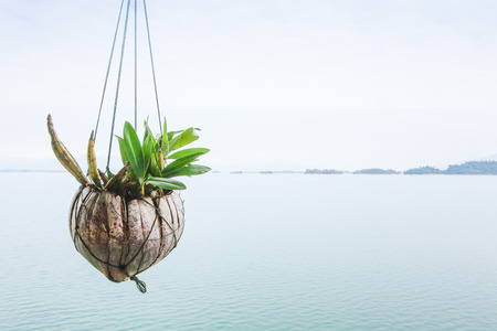 Isolate wild orchid in coconut husk hanging over the lakeside. Nam Ngum Lake background. Top tourist attractions in Laos. Vientiane Province. Copy space. Rainy season. Soft sunlight.の写真素材