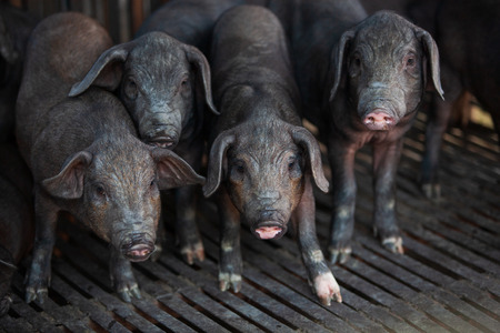 A group of black piglet in ecosystems farming. Black piglet in the wooden stall. Low key photography.の写真素材