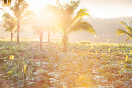 Organic vegetable cultivation field. Fresh Cabbage with coconut trees at sun setting, pond and mountain background. Summer season. Warm tone. Shallow dept of field. Lens flare. Organic farm concept.の写真素材