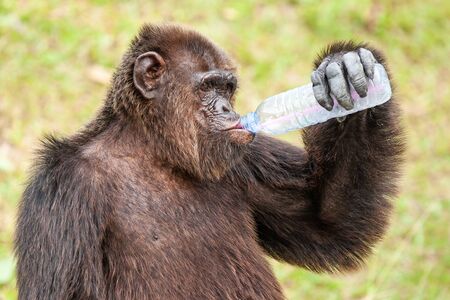 Portrait Chimpanzee drinking water in plastic bottle on a hot day. Public zoo, open zoo at Thailand....