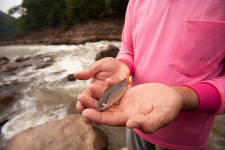 Botia or Loach in fisherman hands, beauty barbel or canine tooth near the mouth. Freshwater fish. Local fishing at Nan River, north Thailand. Rapids backgrounds. Soft sunlight. Summer season.の写真素材