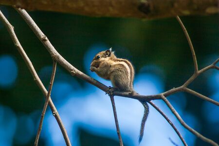 Cute Himalayan striped squirrel or Burmese striped squirrel is in the branch of tree. Beauty and...