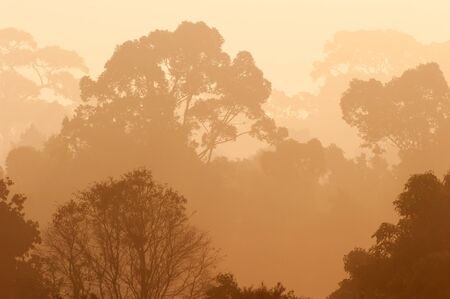 Tropical forest in the morning light. Golden light shines down around the jungle, a little bird is in the tree. Khao Yai National Park. Thailand. Summer season. Warm tone. Background, Texture.の写真素材