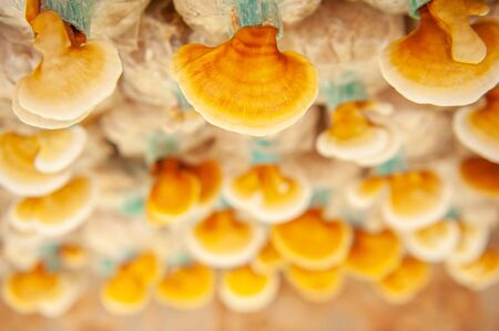 Fresh Lingzhi mushroom, Ganoderma lucidum or Reishi mushroom in farm. Chinese traditional medicine. Soft sunlight. Shallow dept of field. Close-up. Top view. Background, Texture.の写真素材