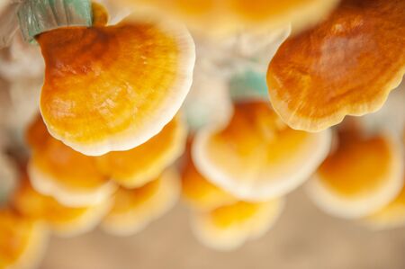 Fresh Lingzhi mushroom, Ganoderma lucidum or Reishi mushroom in farm. Chinese traditional medicine. Soft sunlight. Shallow dept of field. Close-up. Top view. Background, Texture.の写真素材
