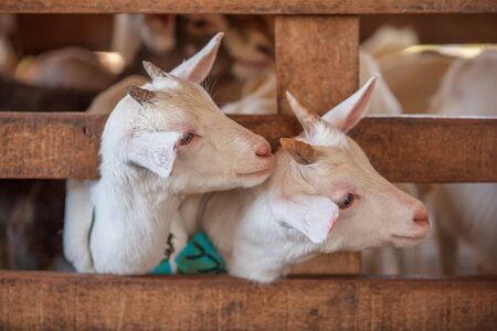 Lovely couple kid white goats. Two little white goats standing in wooden shelter and looking at the...