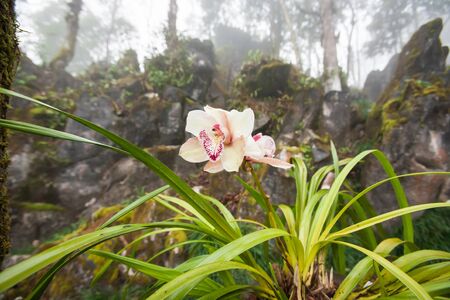 Beautiful tropical orchid is in bloom with morning dew, evergreen forest in the mist backgrounds. Ham Rong Mountain, Sa Pa, Northern Vietnam. Summer season. Soft sunlight. Wide angle, close.の写真素材
