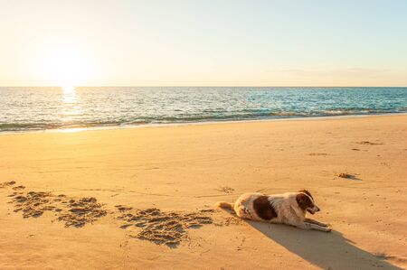 Happy thai dog relaxing or sunbathe on golden sand beach under warm sunset light. Tai Muang Beach, Phang Nga, Thailand. Summer season. Cute and humor. Copy space.の写真素材