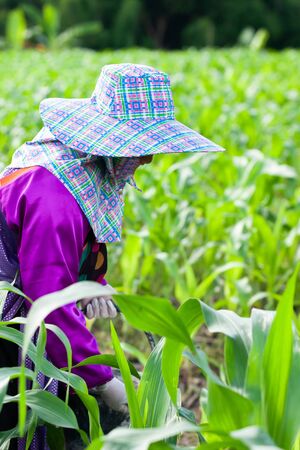 Female Lahu tribe farmer applying fertilizer for corn, transparent corn field in morning light. Rainy season. Chiang Rai Province, North Thailand. Food culture. Selective focus.の写真素材