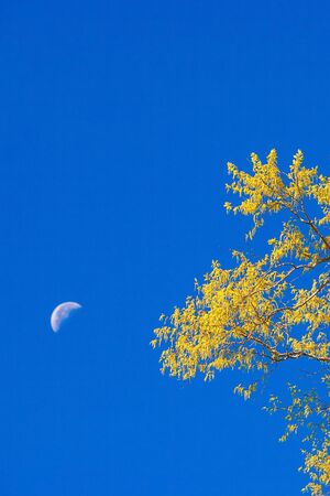 Colorful nature in springtime, beautiful yellow foliage and shape of branches of the tree, romantic crescent moon in a clear blue sky backgrounds. Morning freshness in autumn scene.の写真素材