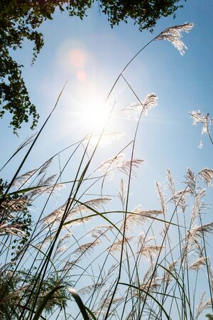 Sunny morning shining through wild reed flowers, bright sunbeam ray with lens flare. Reed flowers...
