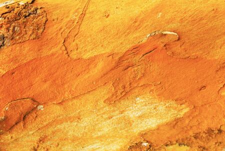 Colorful abstract pattern of ancient eucalyptus tree bark in natural, fantastic of moss and lichen...