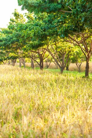 Scenery organic paddy field at sunrise, rice plantation in the shade of tropical trees. Golden ears...