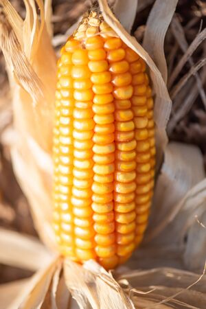 Close-up, mature orange corn on cob on a ground after harvesting, soft sunset shines on a corn on cob. Selective focus. Organic agriculture.の写真素材
