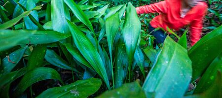 Explorer women in orange clothing exploring in ancient evergreen forest, fantastic leaves of tropical plants foregrounds. Blurred motion. Wild nature of asia.の写真素材