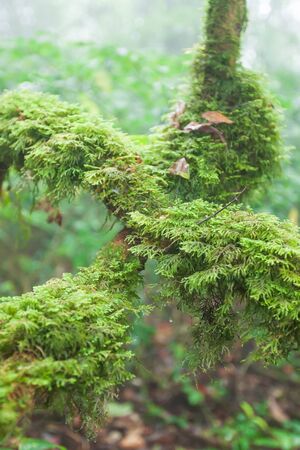 Pure nature, fresh moss and lichen in the root of old tree, ancient tropical forest in the mist blurred backgrounds. The mountain peak of Doi Pha Hom Pok, Thailand-Myanmar border.の写真素材