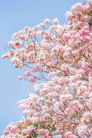 Spring cherry blossom. Blooming pink trumpet tree, art transparent of pink flowers petals and...
