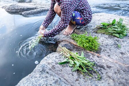 Food in nature, asian female washing wild edible plants in water stream, fresh fern and water spinach on the rock along a stream. Blurred motion. Mae Wong National Park, Thailand.の写真素材