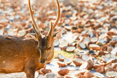 A portrait of Hog Deer is on a drying pavement, coconut meat and coconut shell blurred backgrounds. Kradad Island, the island of Hog deer in Trat, Thailand. Bright and beautiful rim light.の写真素材