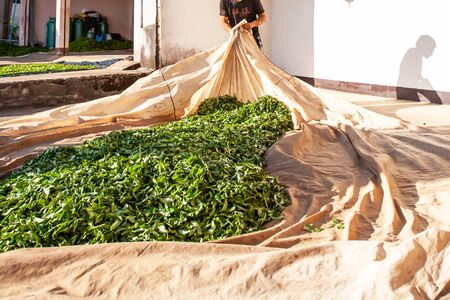 Tea farmer laying the leaves on fabric at courtyard for natural drying. Doi Mae Salong, Chiang Rai,...