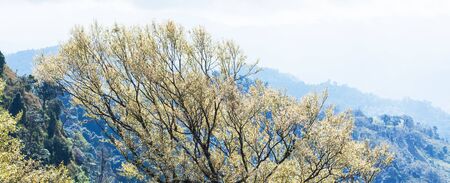 Panorama view, art of branches of tropical trees in springtime, bright sunbeam shining on young silver leaves. Abstract transparent fresh young spring leaves. Thailand-Myanmar border.の写真素材