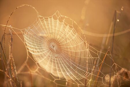 Beautiful cobweb with dew on winter morning, golden sunrise shining on cobweb and wild grass, bright...