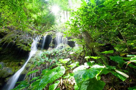 Bright sunrise shining through the branches of tropical trees on the waterfall and lush plant. Pure...